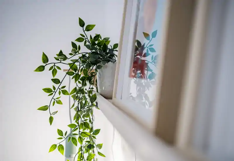Primer plano de una planta colgante en maceta sobre una repisa junto a un marco o espejo; la imagen se centra en la vegetación y la decoración, no en una habitación concreta.