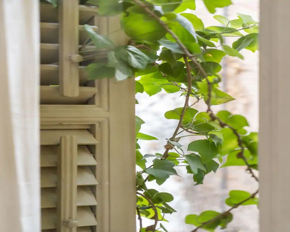 Gros plan sur une fenêtre avec volets en bois, un rideau clair et des plantes grimpantes vertes — l'image met en valeur le détail de la fenêtre plutôt qu'une pièce intérieure identifiable.