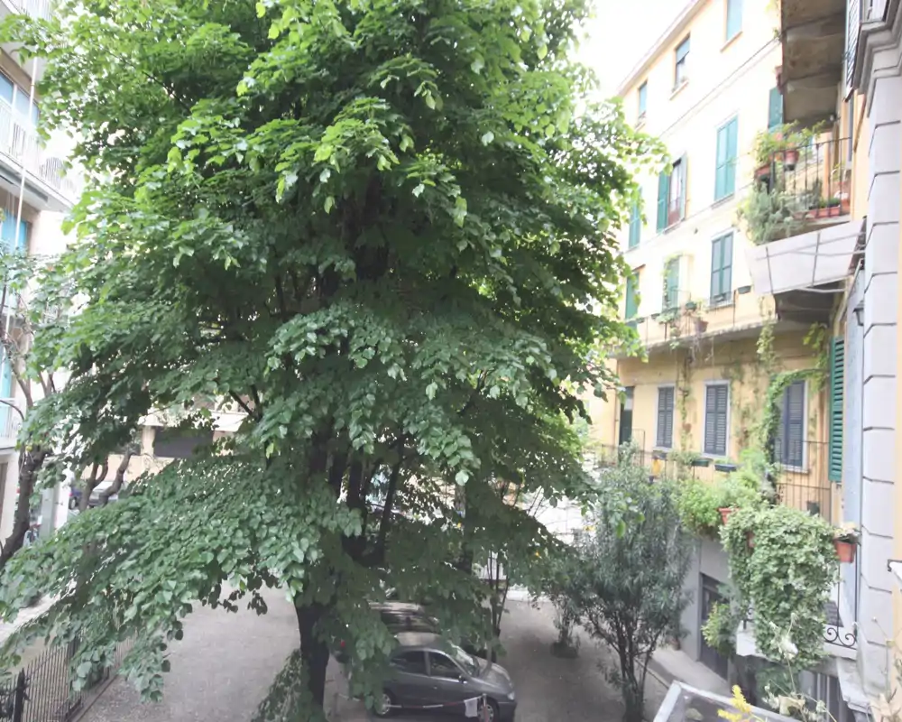 Cortile interno soleggiato con un grande albero maturo, posto auto all'ombra e balconi classici degli appartamenti — uno spazio esterno tranquillo nel cuore dell'edificio.