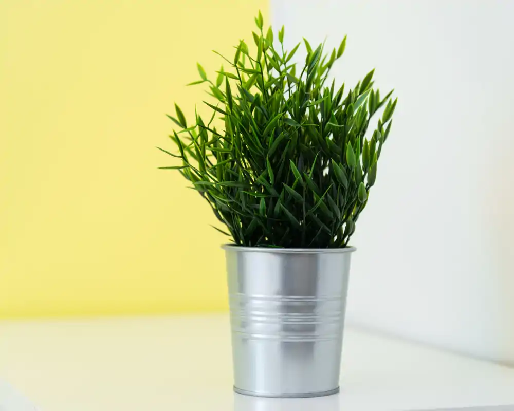 Close-up of a decorative potted plant on a tabletop; the photo focuses on the plant and metal pot against a yellow and white background.