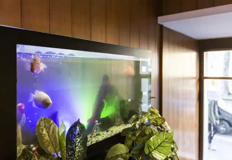 Angolo accogliente con un grande acquario incassato, cornici in legno caldo e piante rigogliose che creano una luce d'atmosfera rilassante.