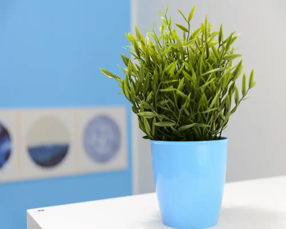 Primer plano de una pequeña planta decorativa en maceta sobre una superficie blanca con fondo azul; útil como detalle de preparación pero no como vista de una habitación.