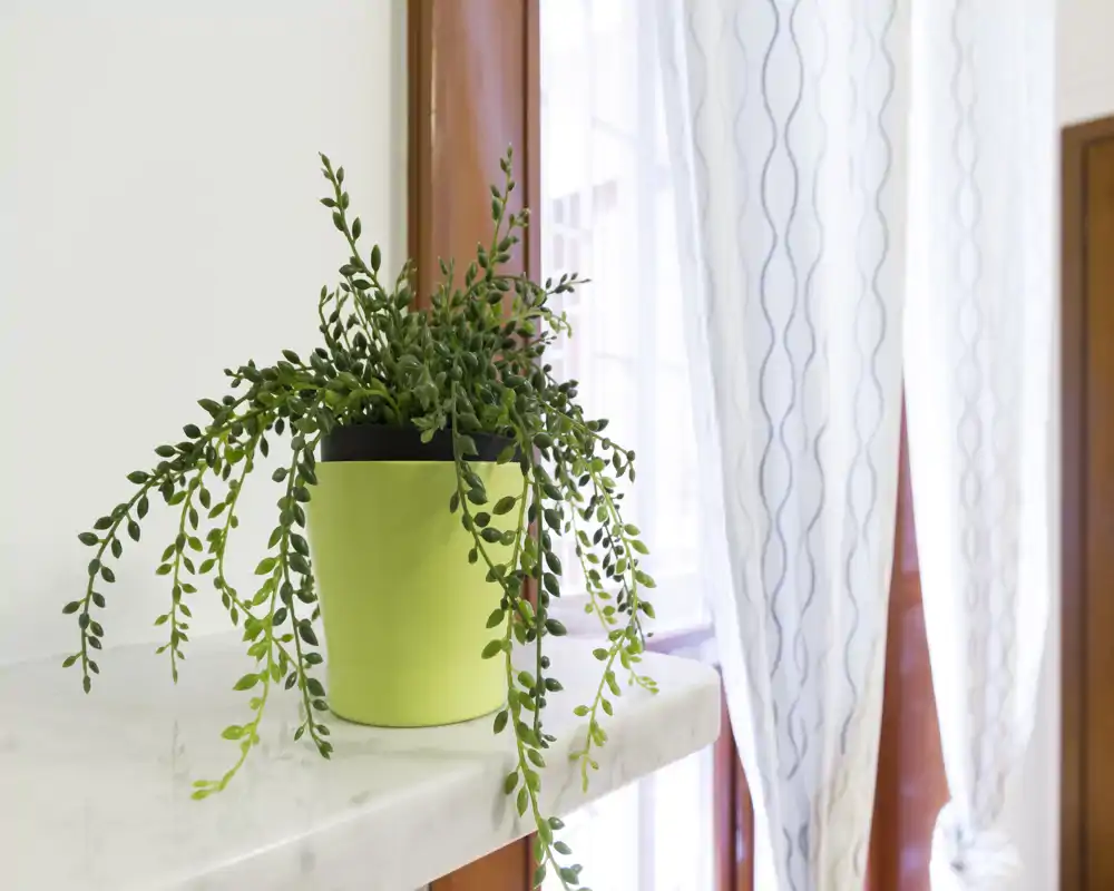Gros plan d'une plante verte en pot sur le rebord de la fenêtre à côté de rideaux clairs et à motifs ; détail décoratif lumineux idéal pour un balcon ou un coin fenêtre.