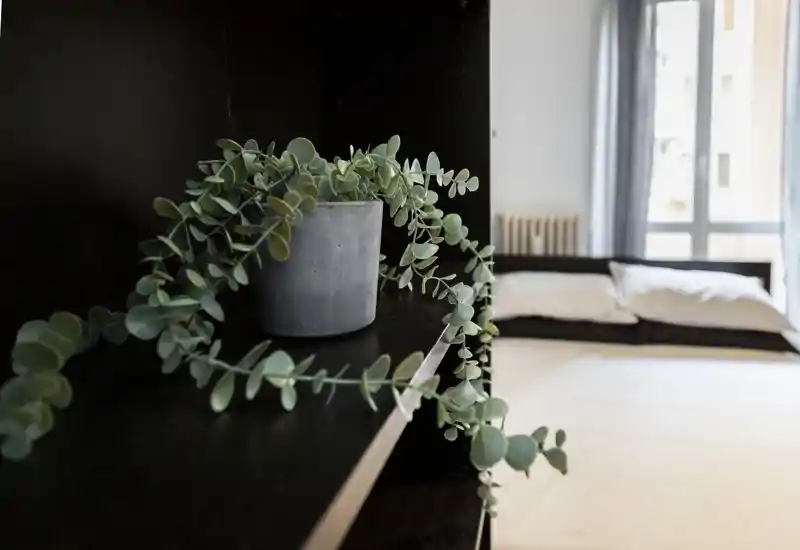Bright, modern bedroom view with a neatly made bed near a window and a decorative potted plant in the foreground, creating a calm, minimalist atmosphere.