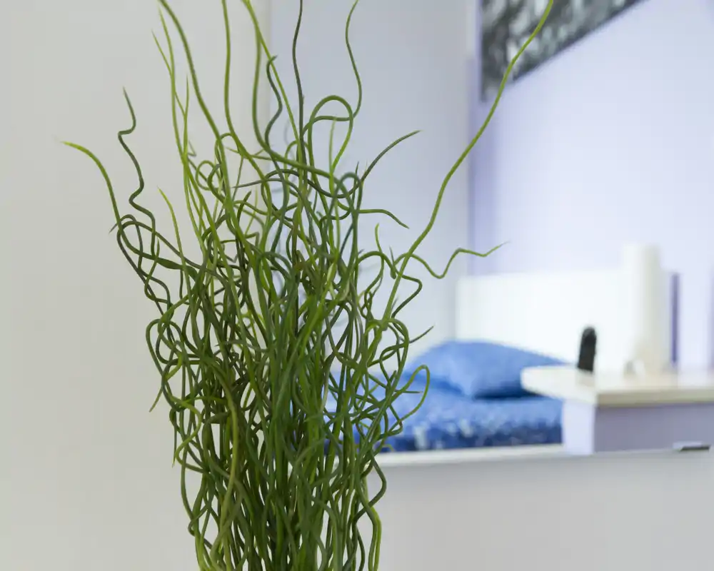 Dettaglio di una camera da letto con il letto sullo sfondo e biancheria blu, parzialmente nascosto da una pianta decorativa verde in primo piano. Composizione luminosa e accogliente, adatta per un annuncio di affitto.