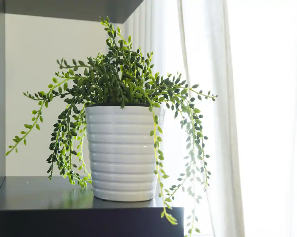 Primer plano de una planta en maceta decorativa sobre una estantería junto a una ventana luminosa; imagen que destaca el verdor y la luz natural suave.