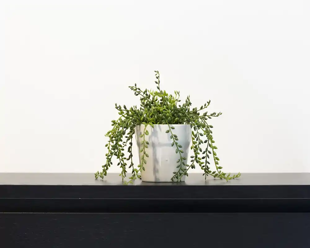 Primo piano minimale di una piccola pianta in vaso con foglie pendenti su una mensola scura contro una parete chiara — dettaglio decorativo, non una vista di una stanza specifica.