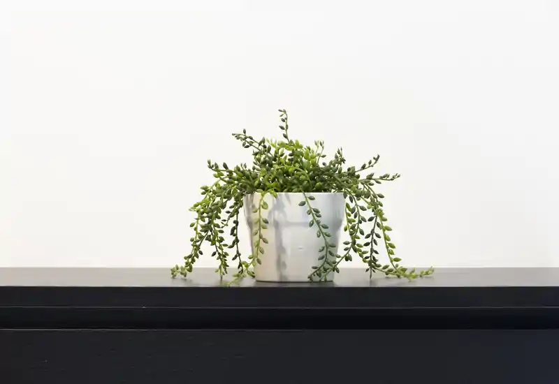Primo piano minimale di una piccola pianta in vaso con foglie pendenti su una mensola scura contro una parete chiara — dettaglio decorativo, non una vista di una stanza specifica.