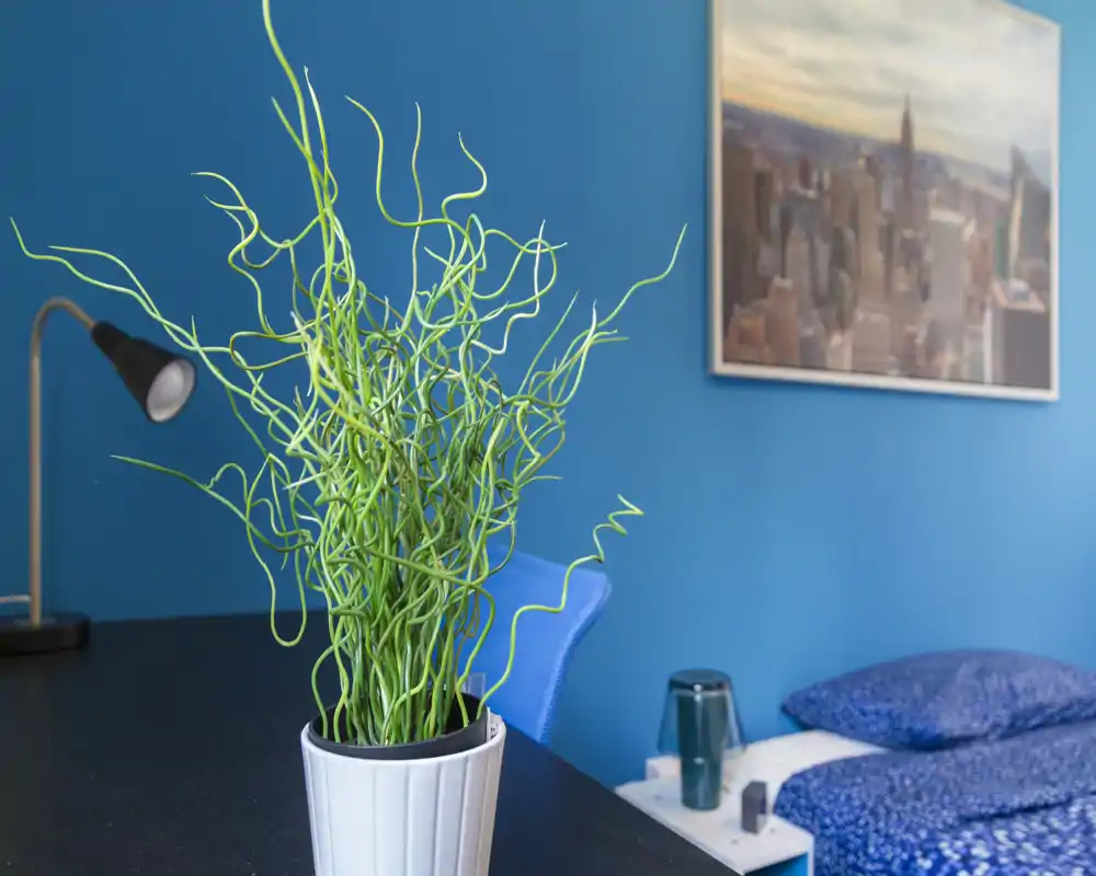Bright, modern bedroom corner with a decorative potted plant in the foreground, a bedside lamp and a neatly made bed with blue linens visible in the background.