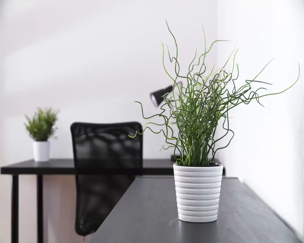 Angolo di lavoro luminoso e minimal con scrivania scura, sedia da ufficio in rete e piante in vaso decorative: ambiente pulito e moderno ideale per lavorare o per foto per annunci.