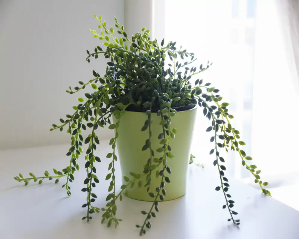 Primo piano di una pianta in vaso decorativa su una superficie bianca vicino a una finestra luminosa; dettaglio di verde d'interni, non una vista della stanza.