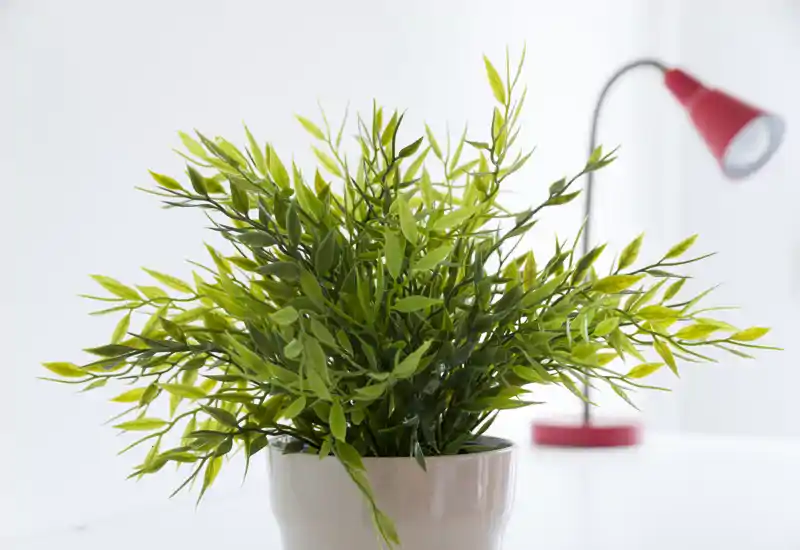 Close-up of a decorative potted plant on a bright tabletop with a red desk lamp softly blurred in the background — a detail shot ideal for styling or décor listings.