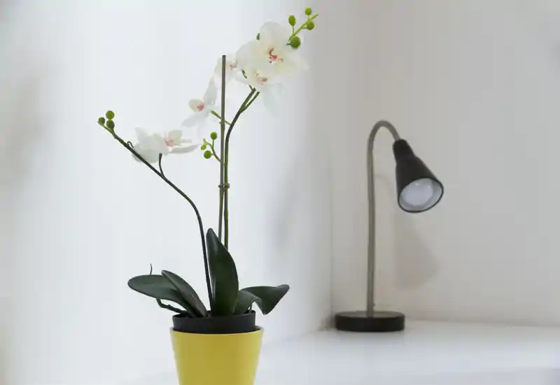 Minimal decorative corner with a potted orchid and a compact desk lamp on a clean white surface, ideal for entryway styling or bedside accents.