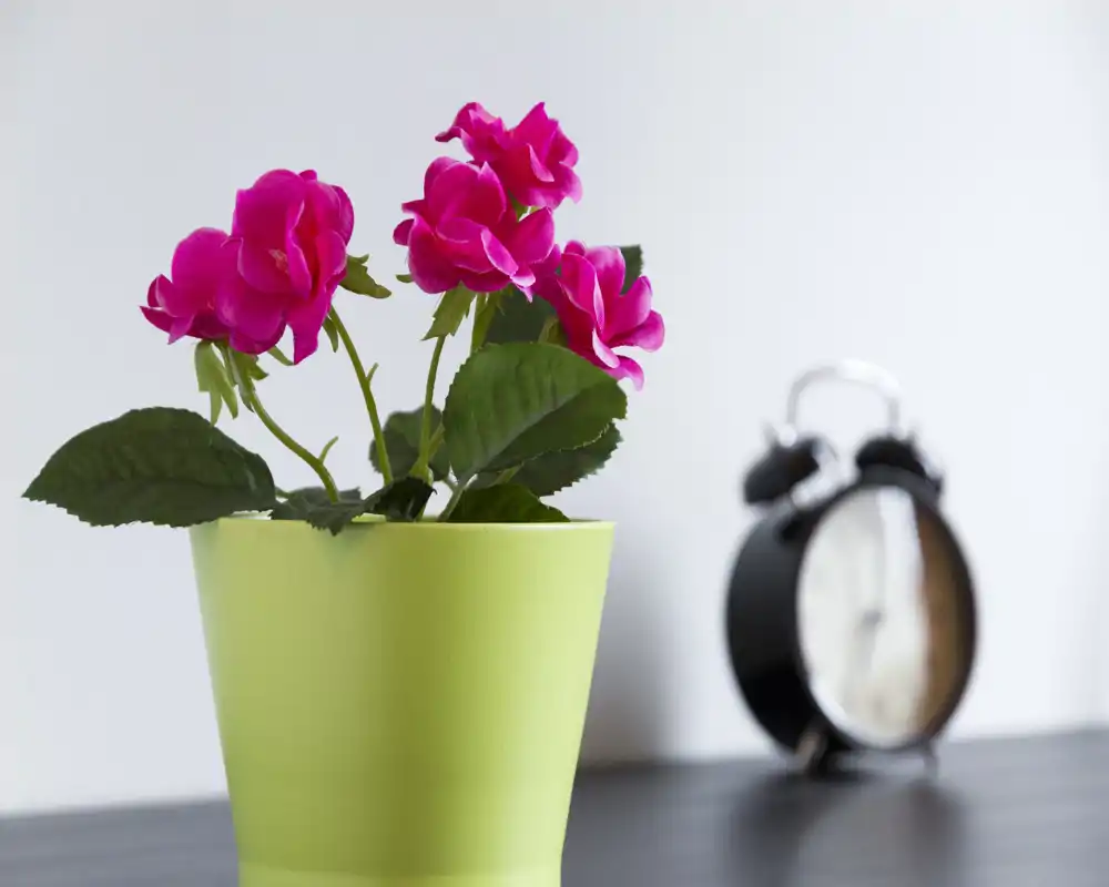 Primer plano de una planta en maceta con flores rosas sobre una mesa, con un despertador desenfocado al fondo. La composición resalta la planta decorativa y no una habitación concreta.