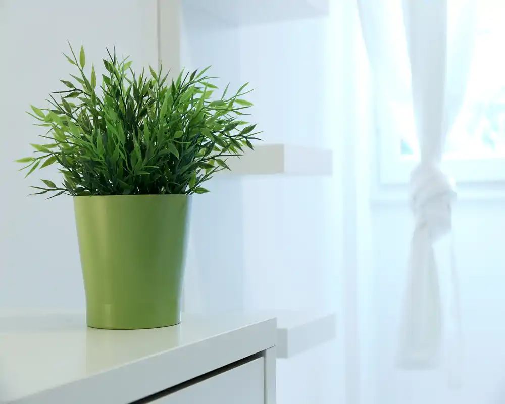 Plano detalle de una planta ornamental en maceta sobre un mueble blanco junto a una ventana luminosa; imagen minimalista y moderna ideal para mostrar la decoración.