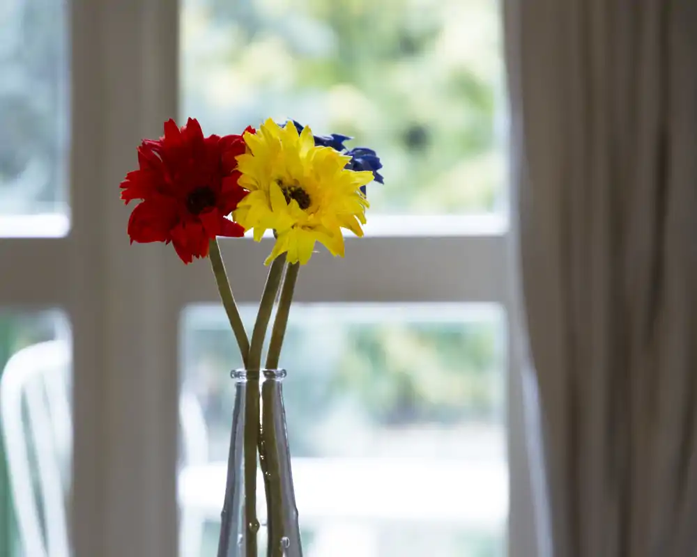 Primo piano di un piccolo vaso di vetro con tre fiori colorati (simili a gerbere) posizionato davanti a una finestra; luce naturale soffusa e giardino sfocato sullo sfondo.