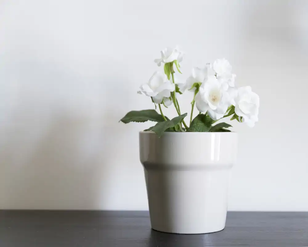 Primer plano de una planta con flores blancas en maceta sobre una superficie oscura frente a una pared clara: un detalle decorativo, no muestra una habitación específica.