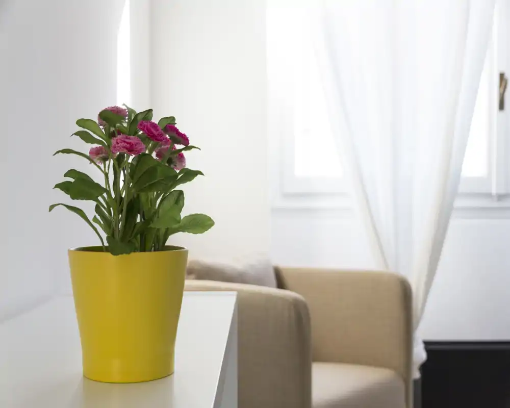 Zona giorno luminosa e minimal con una poltrona beige, cuscino morbido e una pianta in vaso decorativa su una mensola, illuminata dalla luce naturale della finestra.