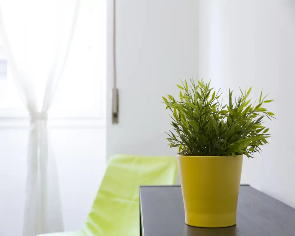 Coin lumineux du salon avec une plante en pot jaune sur une petite table sombre et une lumière naturelle douce filtrée par le rideau, créant une ambiance fraîche et minimaliste.