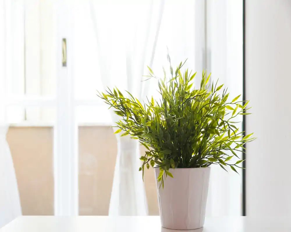 Bright, minimal scene featuring a potted green plant on a white surface in front of a sunlit balcony or window; ideal for listing a sunny balcony corner or decorative detail.