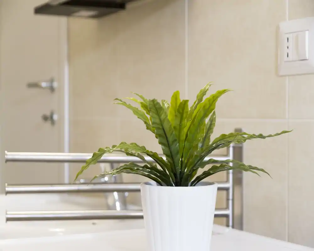 Close-up of a potted decorative plant placed on a bathroom surface, with tiled wall and towel rail visible in the background.