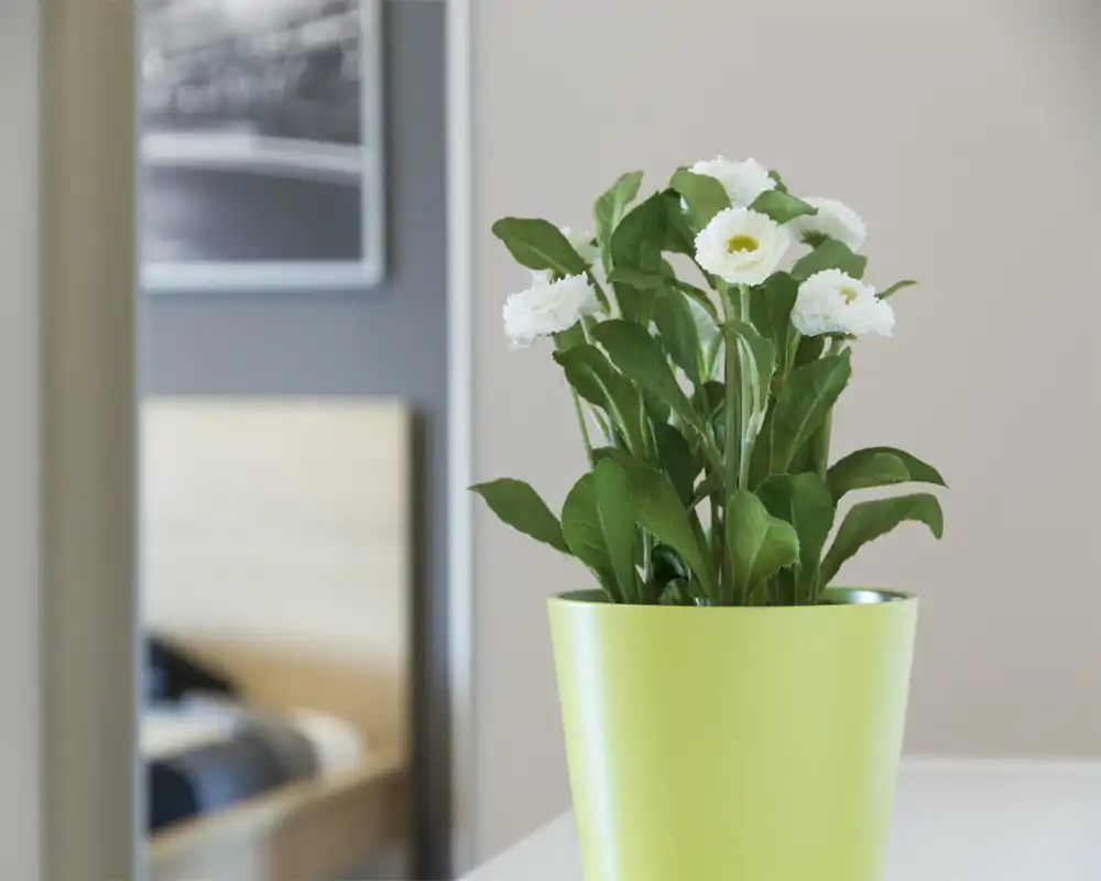 Dettaglio di una camera da letto minimalista e luminosa con una pianta in vaso in primo piano e il letto visibile parzialmente nello specchio sullo sfondo — toni neutri e arredo semplice.