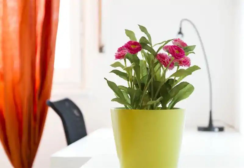 Bright, minimal living area detail showing a table with a green potted plant, a chair and a reading lamp — soft natural light and fresh decorative accents.