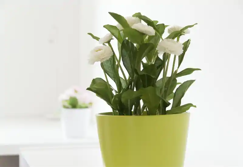 Primo piano di una pianta in vaso con fiori bianchi in un interno luminoso e minimal; l'immagine mette in risalto l'arredo e non una stanza specifica.