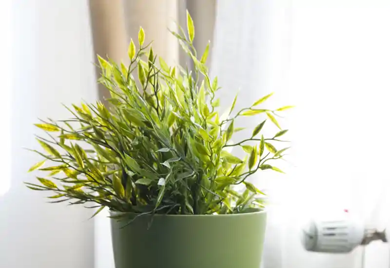 Primo piano di una pianta in vaso verde sul davanzale illuminato; il fogliame decorativo aggiunge un tocco fresco e naturale all'ambiente.