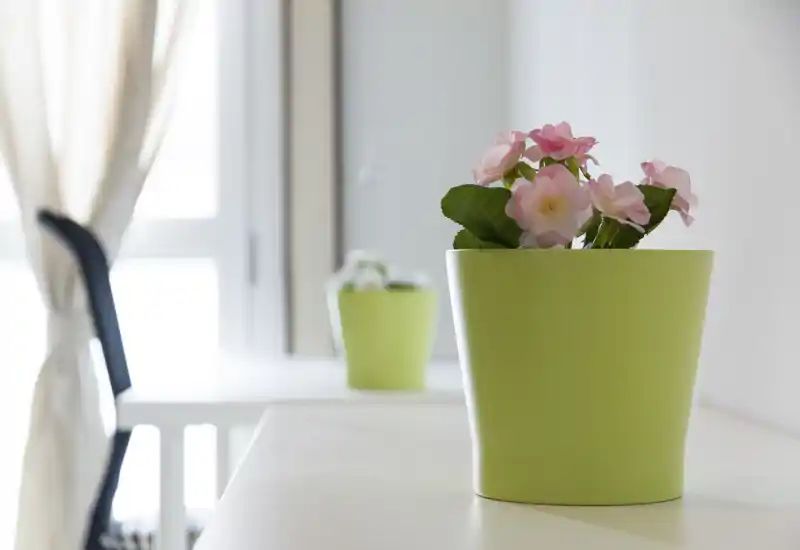 Coin séjour/travail lumineux et minimaliste avec une plante verte en pot sur une surface blanche et lumière naturelle venant de la fenêtre.
