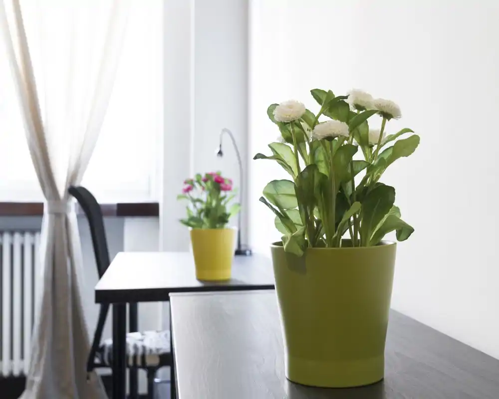 Detalle de una sala de estar luminosa y minimalista con plantas en macetas sobre la mesa y luz natural suave desde una ventana con cortina.