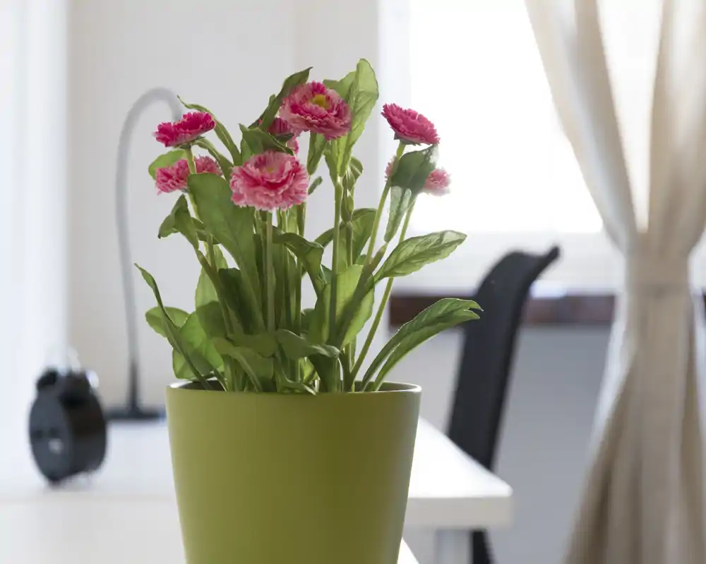 Primo piano di una pianta in vaso con fiori rosa su un tavolo; luce naturale morbida e sfondo sfocato con una sedia e una tenda che suggeriscono un ambiente interno, ma la stanza specifica non è identificabile.