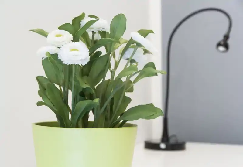 Image shows a close-up of a potted plant with white flowers on a surface and a desk lamp blurred in the background. The scene is decorative and does not clearly show a specific room function.