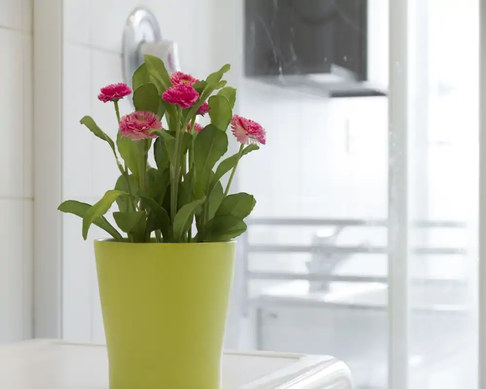 Close-up of a potted flowering plant on a tabletop with a bright, blurred background; room context is not clearly visible.