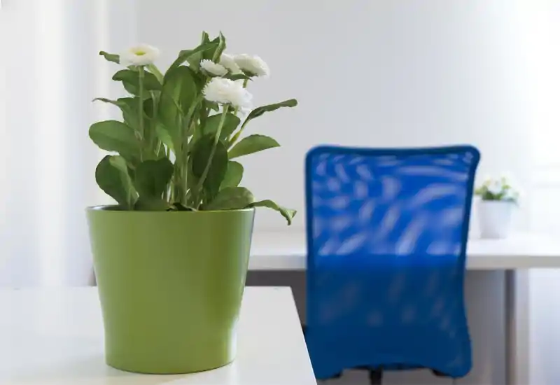 Minimal bright workspace corner with a green potted plant in the foreground and a blue mesh office chair and desk in the background — a fresh, modern touch for a living/working area.