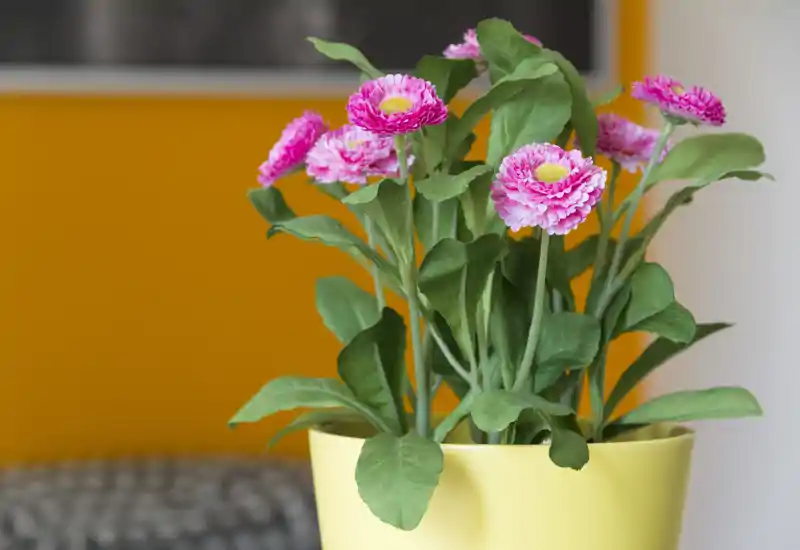 Primo piano di una pianta fiorita rosa in un vaso giallo; la foto è focalizzata sui fiori e le foglie con uno sfondo caldo sfocato.