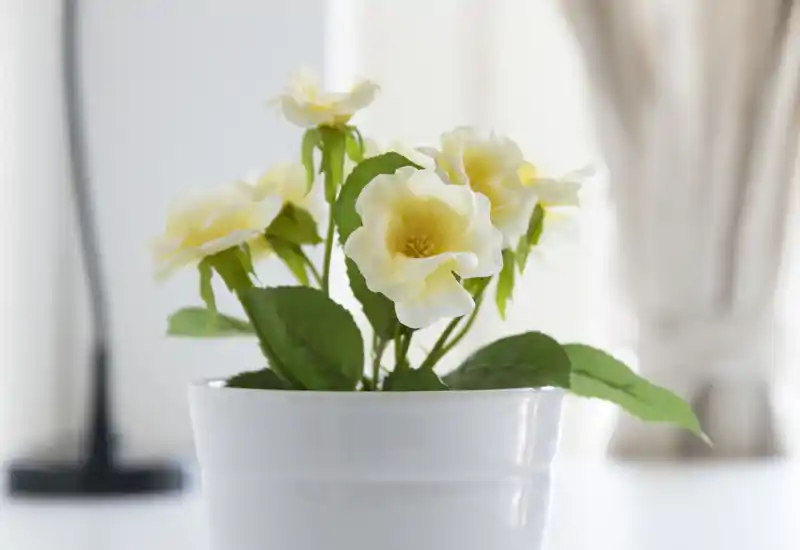 Primo piano di un vaso con fiori decorativi su un piano; la foto è incentrata sulla pianta e non mostra elementi della stanza riconoscibili.