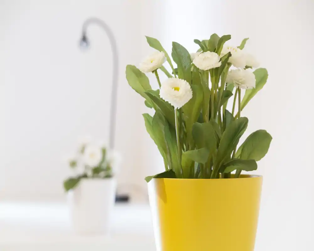 Gros plan sur une plante décorative à fleurs blanches dans un pot jaune ; arrière-plan peu détaillé, photo axée sur le décor plutôt que sur la pièce.