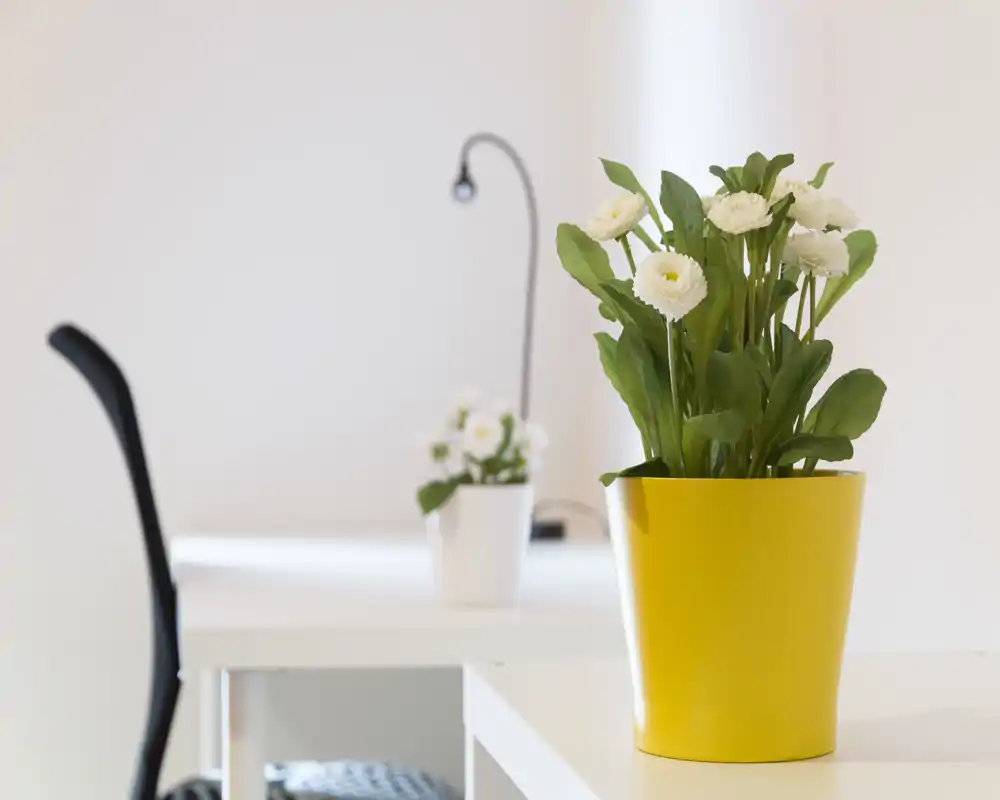 Gros plan d'une plante décorative à fleurs blanches dans un pot jaune posé sur un plateau clair. L'arrière-plan épuré évoque un intérieur moderne ou un bureau, mais la photo met l'accent sur le détail de la plante.