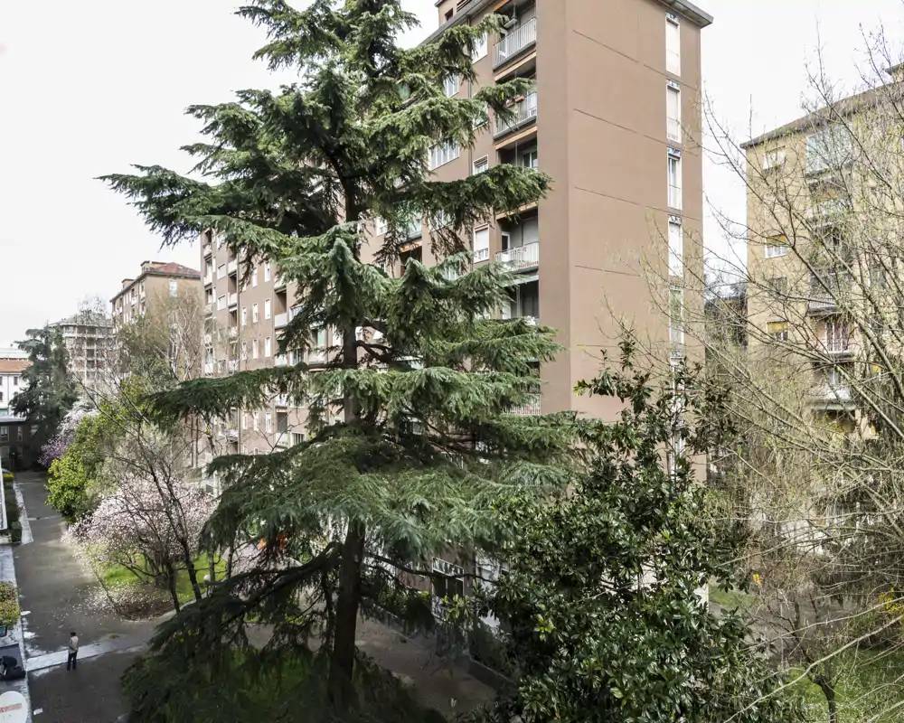 Vista de un patio residencial con altos árboles perennes, edificios circundantes y un camino pavimentado — agradable vista de jardín urbano.