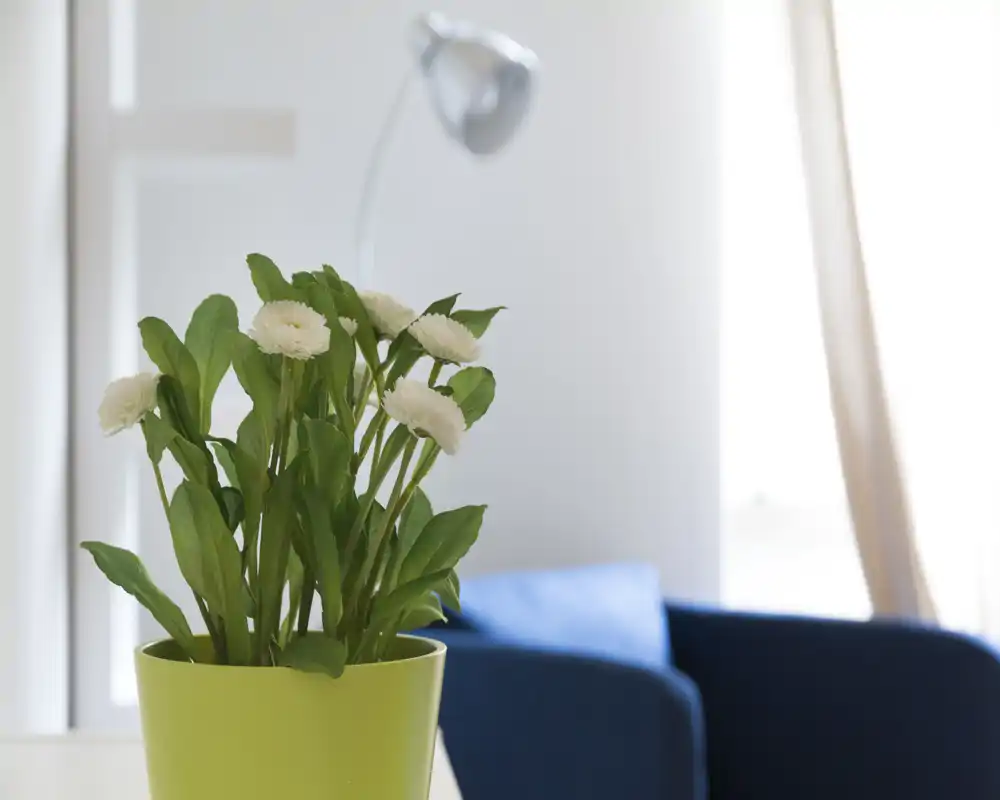 Rincón de sala moderno y luminoso con un sillón azul y una planta en maceta en primer plano, que aporta una atmósfera fresca y tranquila.