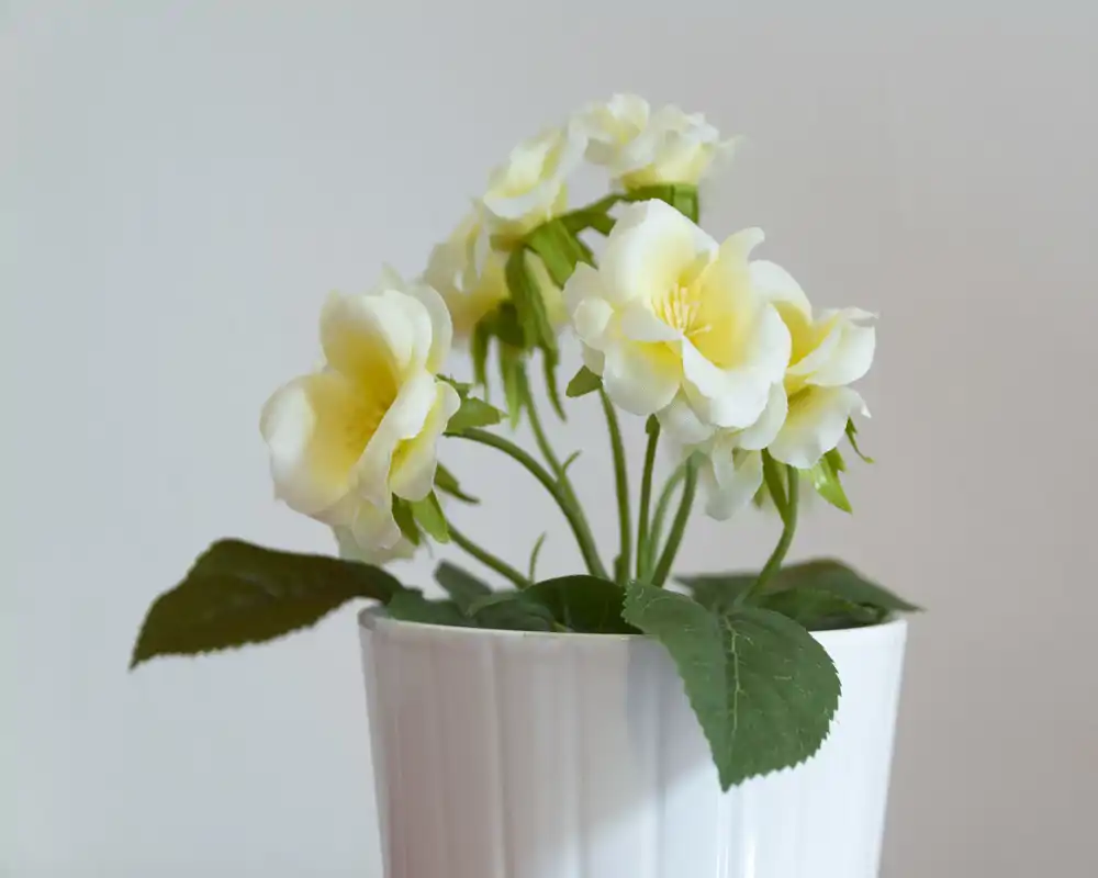 Plano cercano de una planta en maceta con flores amarillo pálido en una maceta blanca; detalle decorativo apto para la ambientación de un anuncio.