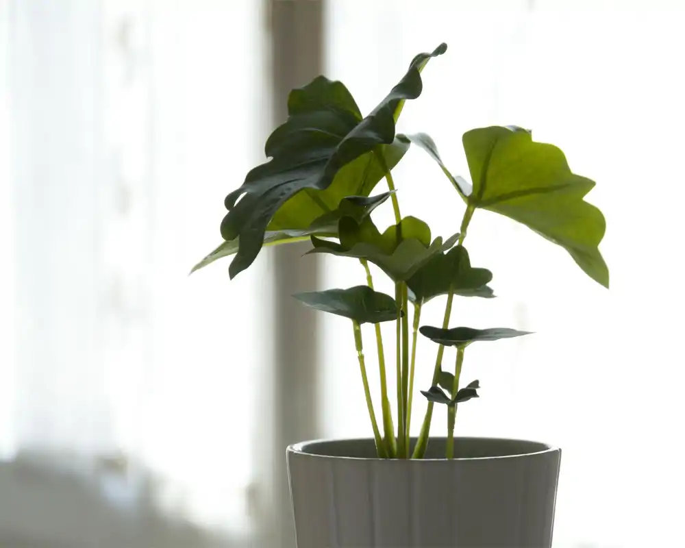 Plano cercano de una planta en maceta frente a una ventana luminosa; la foto se centra en el follaje y los tallos.
