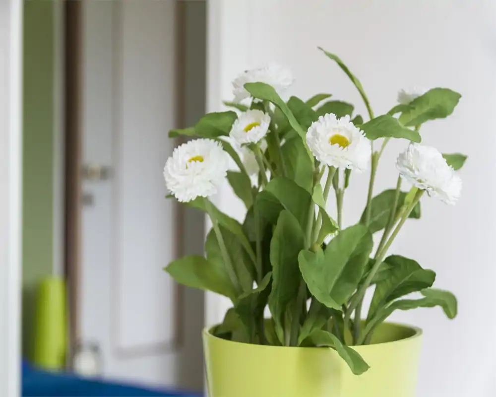 Primer plano de una planta en maceta decorativa frente a una puerta; estilo luminoso y sencillo apropiado para una entrada o pasillo.