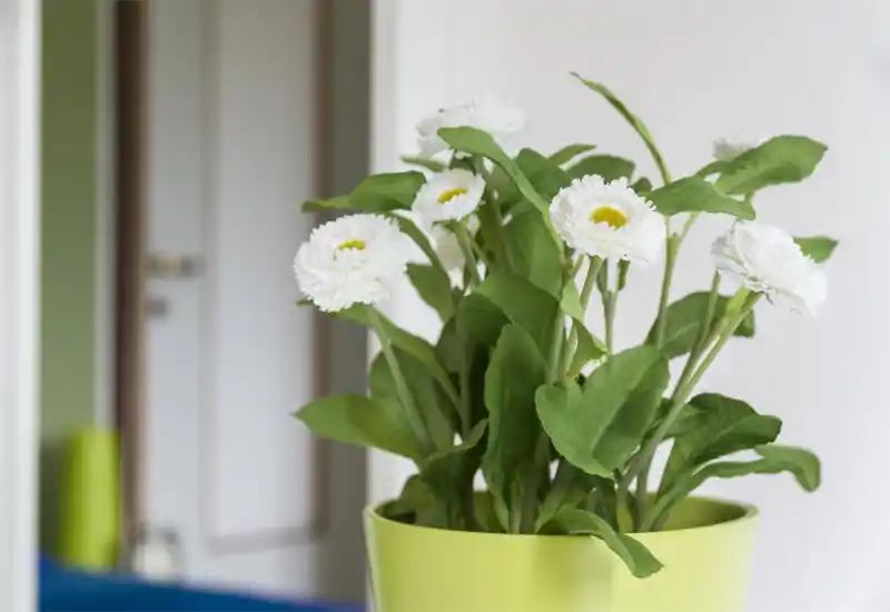 Primer plano de una planta en maceta decorativa frente a una puerta; estilo luminoso y sencillo apropiado para una entrada o pasillo.