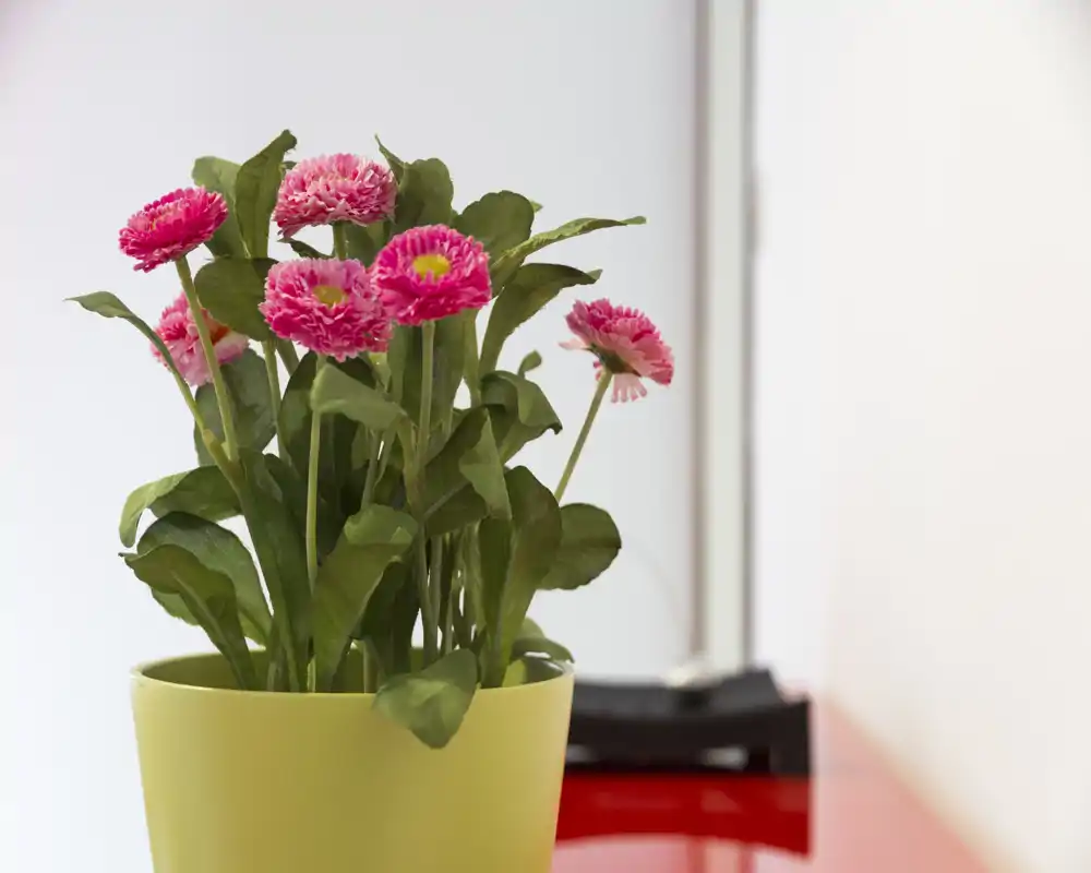 Primo piano di una pianta in vaso con fiori rosa su una superficie lucida; il contesto della stanza non è visibile.