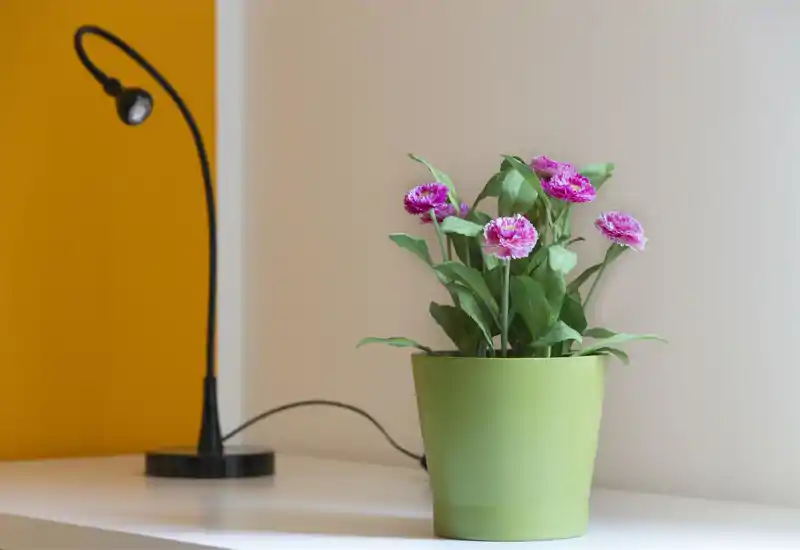 Close-up of a styled living area detail: a green potted plant on a shelf next to a modern black reading lamp against a warm yellow and neutral backdrop.