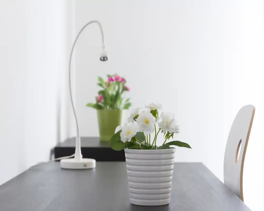 Area living luminosa e minimale con piante in vaso decorative e una lampada moderna su un tavolo scuro — ambiente pulito, arioso e di stile semplice.