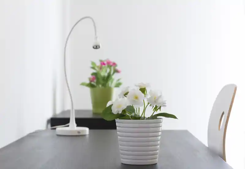 Area living luminosa e minimale con piante in vaso decorative e una lampada moderna su un tavolo scuro — ambiente pulito, arioso e di stile semplice.