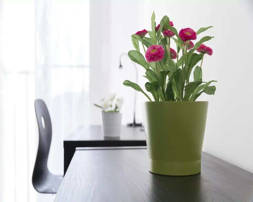 Gros plan d’un coin séjour/bureau lumineux avec une plante à fleurs roses au premier plan et une chaise moderne et un bureau en arrière-plan floutés.